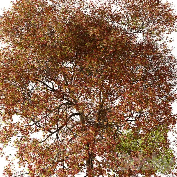 3DSky - Set of American Sweet Gum Tree - Image 5