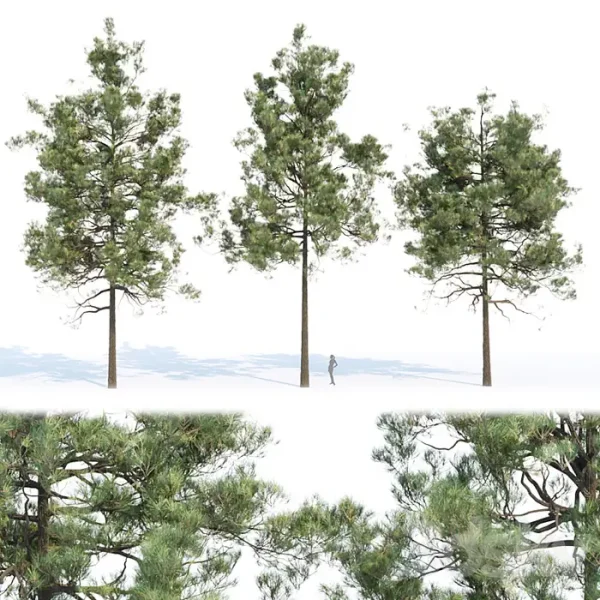 3DSky - Pine Trees Collection Vol 11
