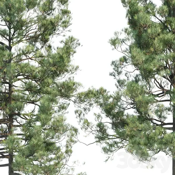 3DSky - Pine Trees Collection Vol 11 - Image 2