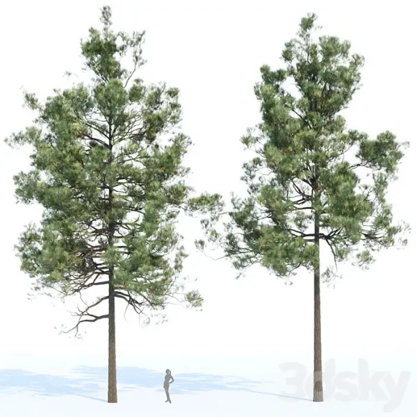 3DSky - Pine Trees Collection Vol 11 - Image 3