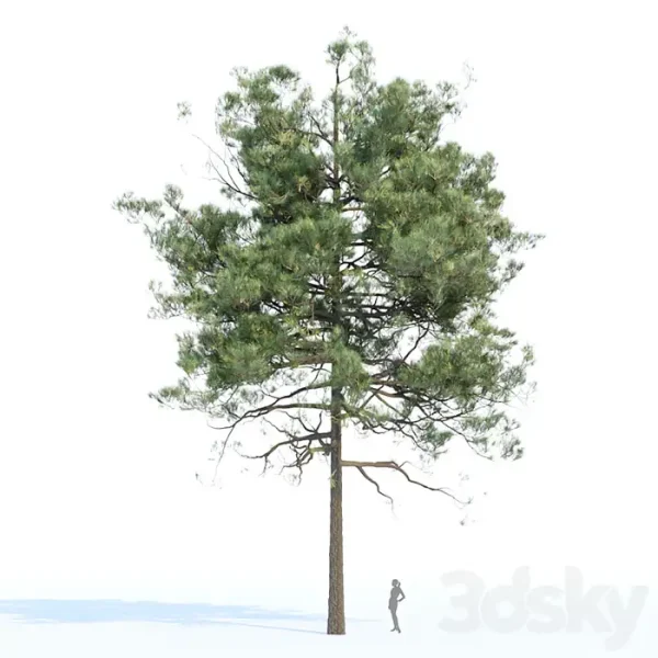 3DSky - Pine Trees Collection Vol 11 - Image 4