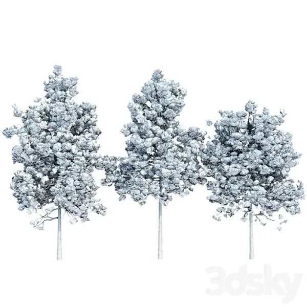3DSky - Pine Trees Collection Vol 11 - Image 5
