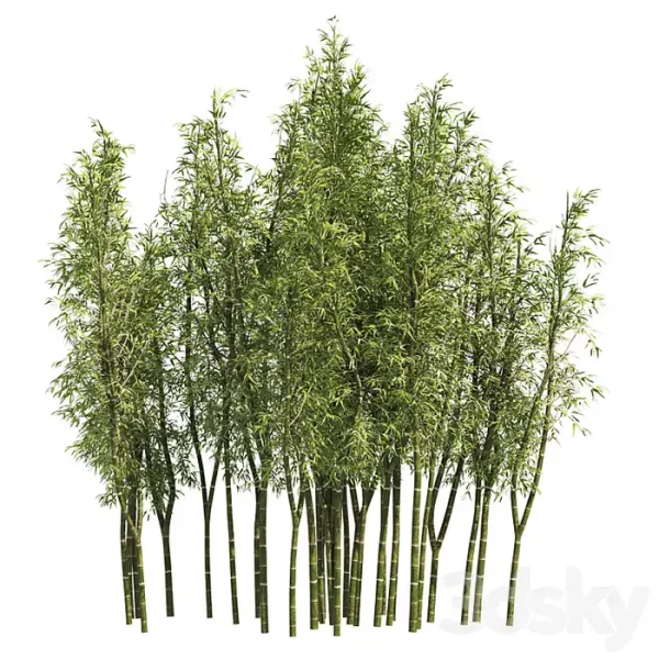 3DSky - 2 Bamboo Clusters - Image 2