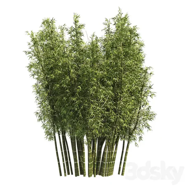 3DSky - 2 Bamboo Clusters - Image 3