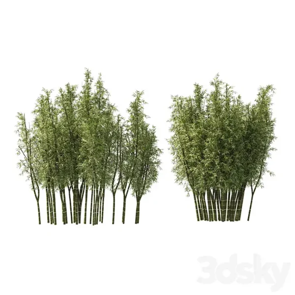 3DSky - 2 Bamboo Clusters - Image 4