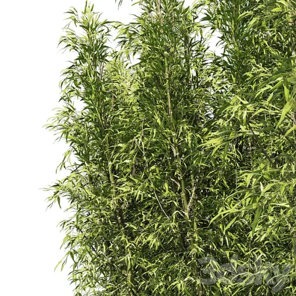 3DSky - 2 Bamboo Clusters - Image 5