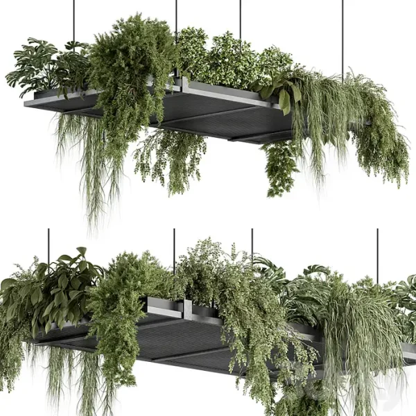 3DSky - Indoor Plant 443 Hanging Plants