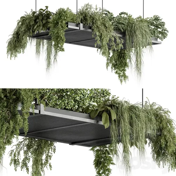 3DSky - Indoor Plant 443 Hanging Plants - Image 2