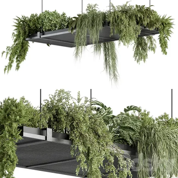 3DSky - Indoor Plant 443 Hanging Plants - Image 3