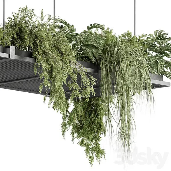 3DSky - Indoor Plant 443 Hanging Plants - Image 4
