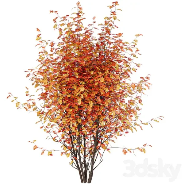 3DSky - Street Tree Vol 2 Mountain Ash