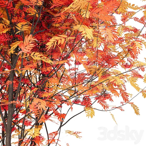 3DSky - Street Tree Vol 2 Mountain Ash - Image 2