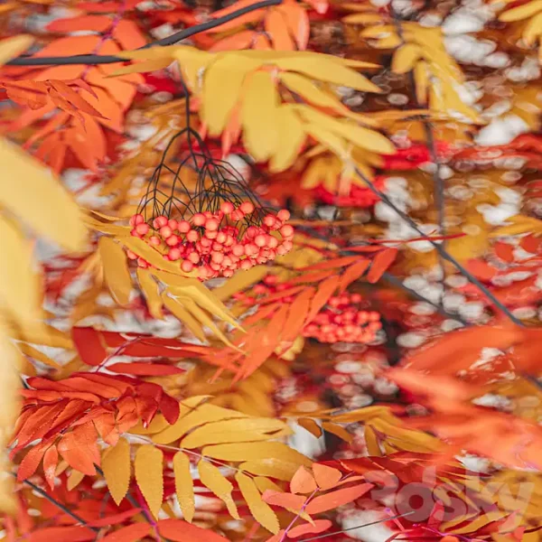 3DSky - Street Tree Vol 2 Mountain Ash - Image 3