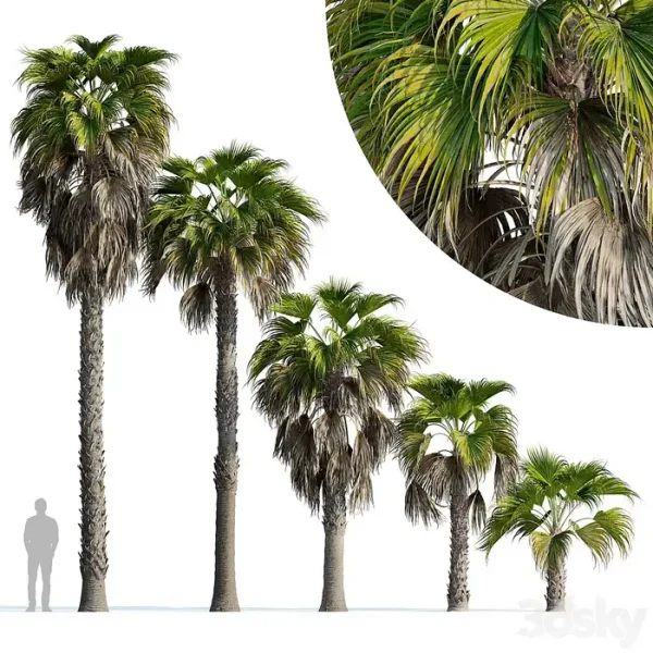 3DSky - Washingtonia Robusta Palm
