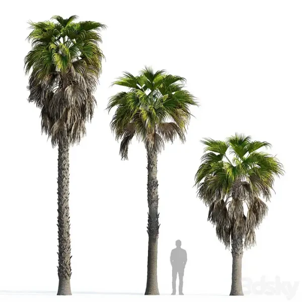 3DSky - Washingtonia Robusta Palm - Image 2