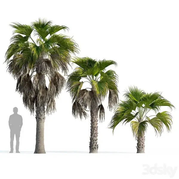 3DSky - Washingtonia Robusta Palm - Image 3