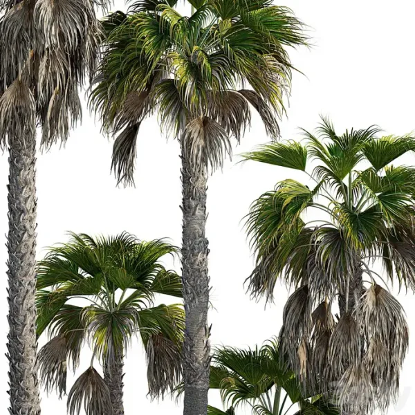 3DSky - Washingtonia Robusta Palm - Image 4
