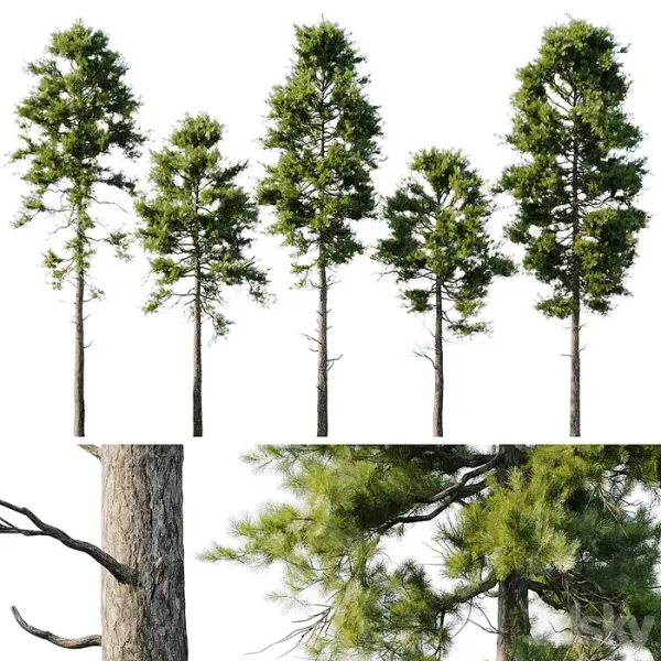 3DSky - Pine 18m and 12m