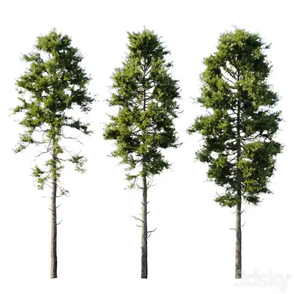 3DSky - Pine 18m and 12m - Image 2