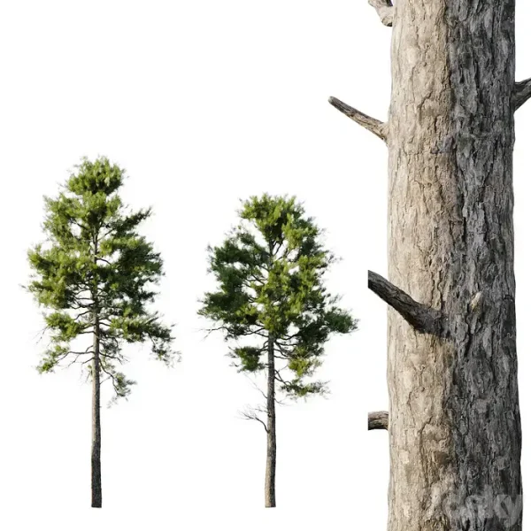 3DSky - Pine 18m and 12m - Image 3