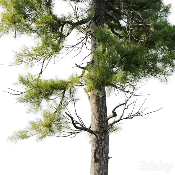 3DSky - Pine 18m and 12m - Image 4