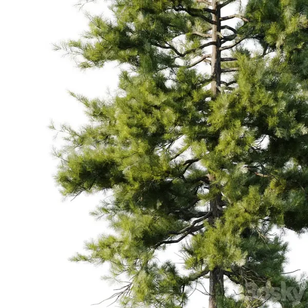 3DSky - Pine 18m and 12m - Image 5