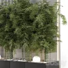3DSky - Indoor Wall Bamboo Garden in Concrete Base - Image 3