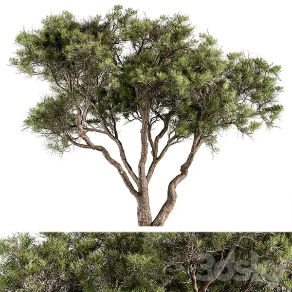 3DSky - Stone Pine Tree Set 190