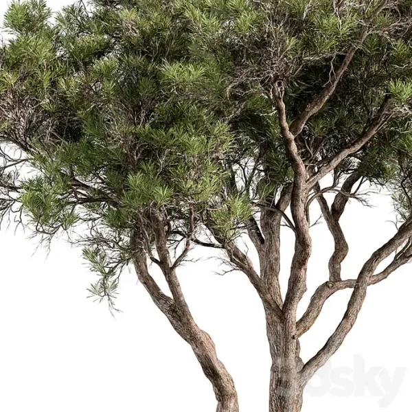 3DSky - Stone Pine Tree Set 190 - Image 2
