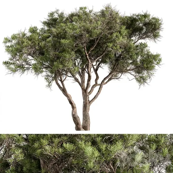 3DSky - Stone Pine Tree Set 190 - Image 3