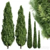 3DSky - Cypress 5 Trees