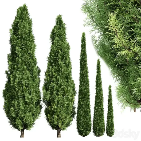 3DSky - Cypress 5 Trees