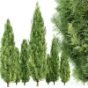 3DSky - Cypress 5 Trees - Image 2