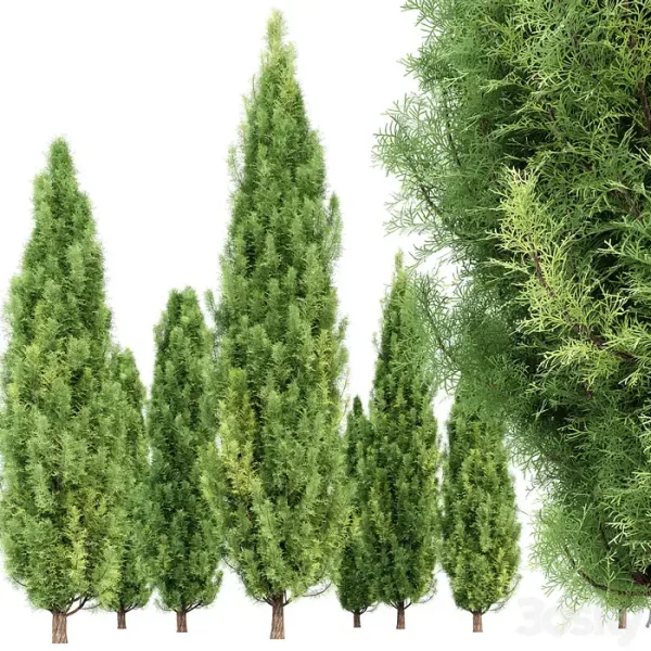 3DSky - Cypress 5 Trees - Image 2