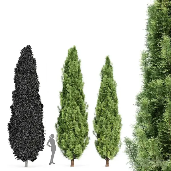 3DSky - Cypress 5 Trees - Image 3