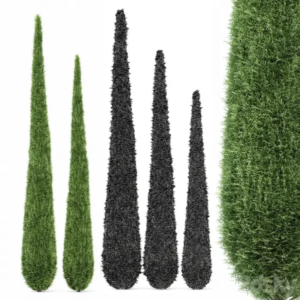 3DSky - Cypress 5 Trees - Image 4