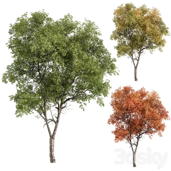 3DSky - Broadleaf Tree