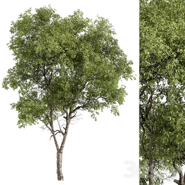 3DSky - Broadleaf Tree - Image 2