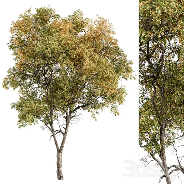 3DSky - Broadleaf Tree - Image 3