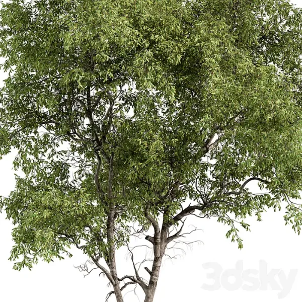 3DSky - Broadleaf Tree - Image 4