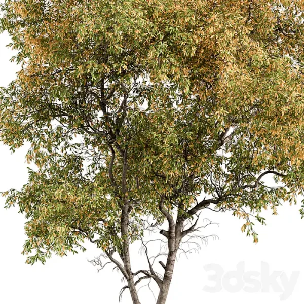 3DSky - Broadleaf Tree - Image 5