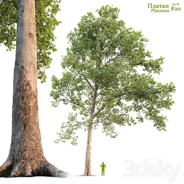 3DSky - Sycamore