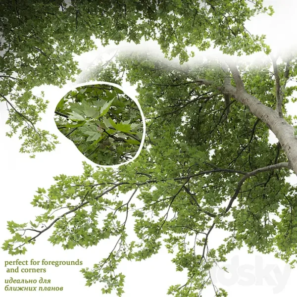 3DSky - Sycamore - Image 2