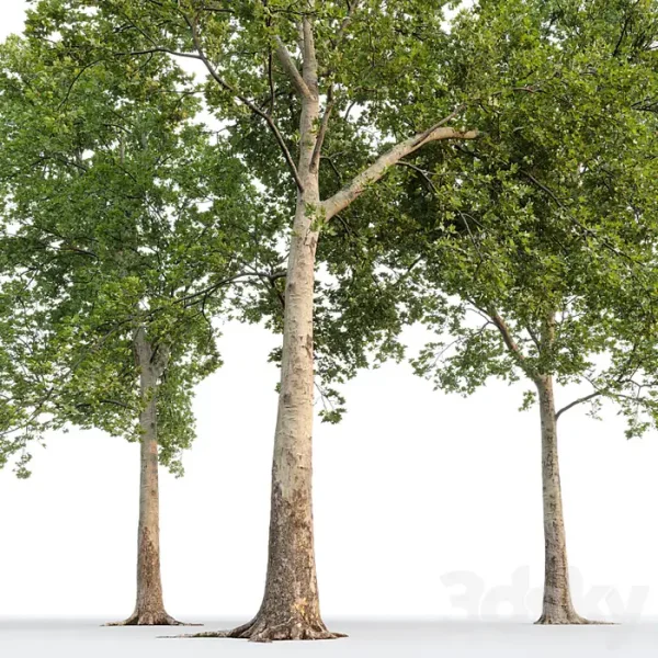 3DSky - Sycamore - Image 3