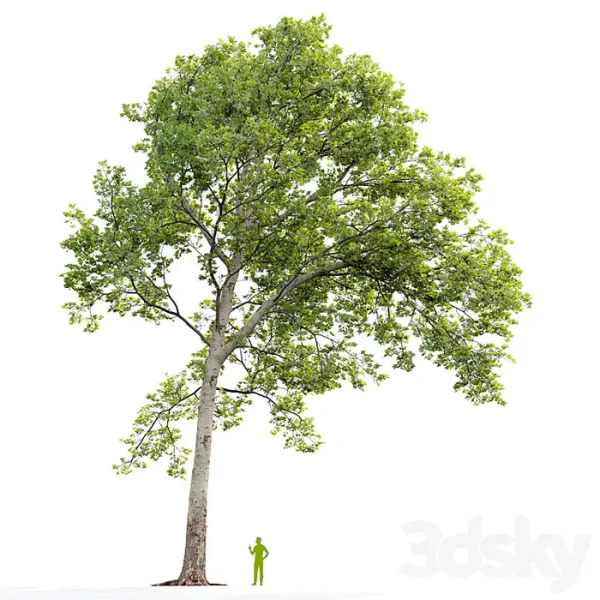 3DSky - Sycamore - Image 5